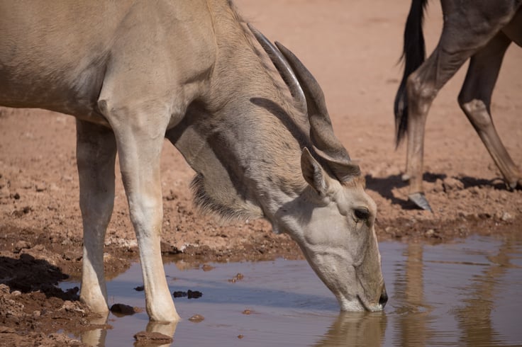 Wildebeest drinking from a puddle in Africa.