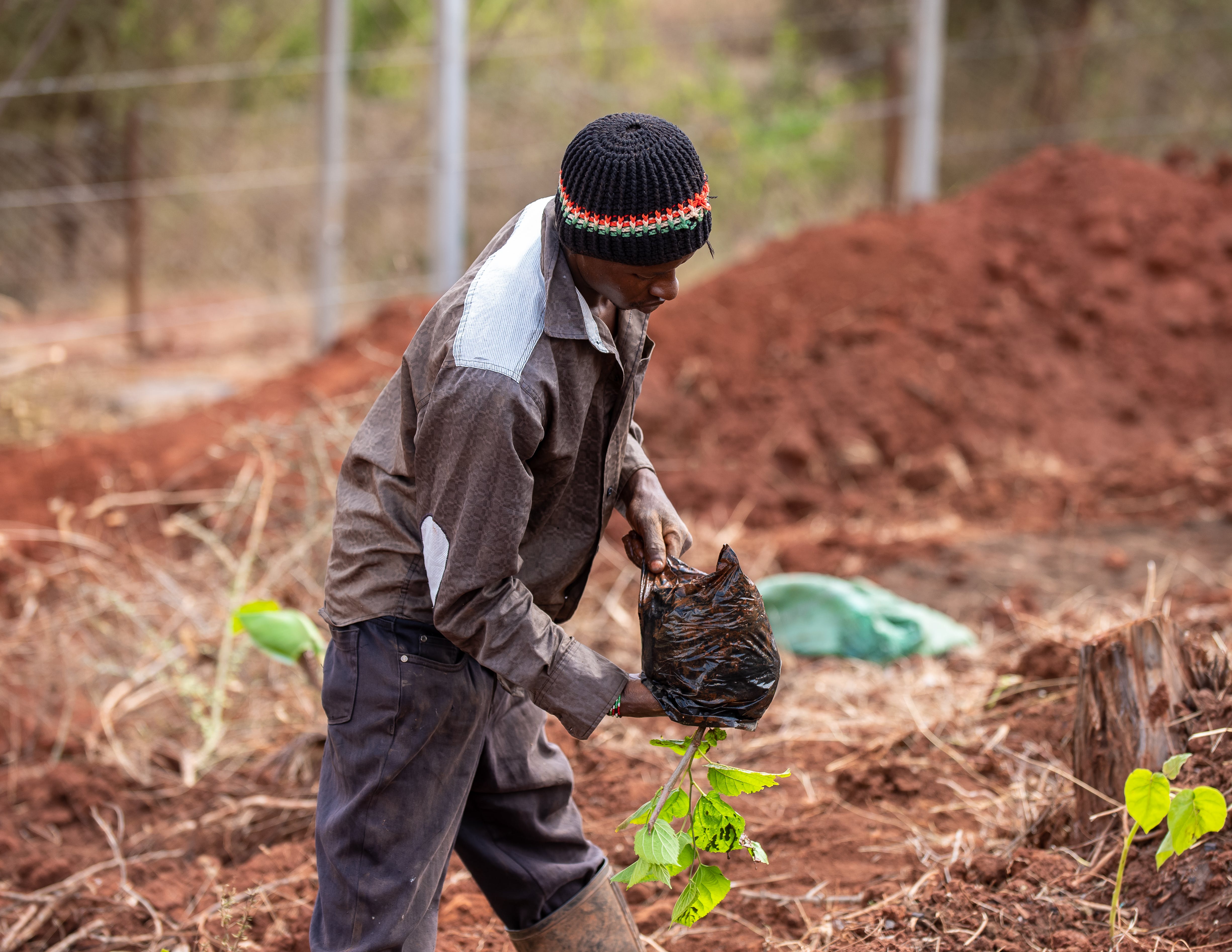 Man planting a young tree or sapling in a dirt field.